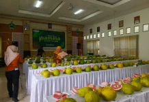 Proyeksi Andalan Magetan, Perluasan Sentra Pamelo Betasukamangu Terus Diperkuat