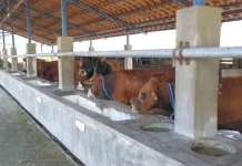 Permintaan Sapi Meningkat Meski Harga Meningkat jelang Idul Adha