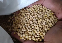 Harga Kedelai Impor di Ponorogo Naik Dampak Perang Timur tengah