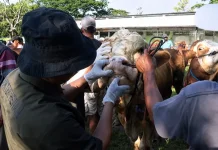 Petugas Periksa Kesehatan Hewan jelang Idul Adha