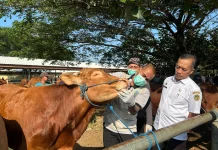 DKPP Kabupaten Madiun Jadwalkan Pemeriksaan Hewan Kurban jelang Idul Adha