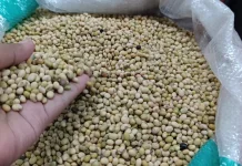 Luas Lahan Sawah Kedelai di Ponorogo Menyusut, Ini Alasannya