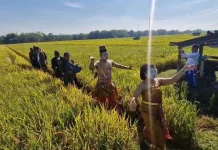 Produksi Padi di Ponorogo Capai 7,5 Ton per Hektare