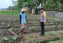Dorong Ketahanan Pangan, Bhabinkamtibmas Polres Ngawi Pantau Pekarang Warga