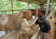 Menjelang Idul Adha, Ada ‘Sapi Sultan’ di Ponorogo
