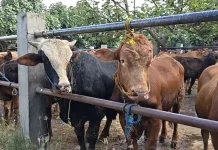 Harga Sapi di Ponorogo Naik jelang Idul Adha