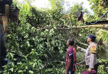 Polisi Ngawi Bersama Relawan Evakuasi Pohon Tumbang Timpa Rumah Warga di Sine