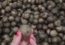 Black Garlic Bantu Tingkatkan Daya Tahan Tubuh