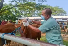 Cegah Penyakit Menular, DKPP Madiun Cek Pasar Hewan jelang Idul Adha