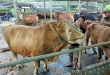Sapi Jumbo 1,1 Ton Asal Madiun Dibeli Presiden Prabowo