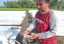 Diprediksi El Nino Godzila, Petani Tembakau Justru Menjadi Peluang Harapan