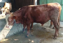 Hukum Berqurban dengan Hewan Kambing dan Sapi Betina