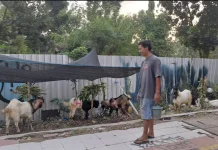 Pedagang Kambing Kurban di Madiun, Samsul Huda Menyebut, Ada Peningkatan Daya Beli