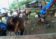 Penjual Kambing Kurban Musiman Optimis, H-2 dan H-1 Idul Adha Penjualan Meningkat