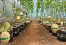 Melon Premium Pilar Tani Sejahtera Terjual Habis sebelum Panen Wisata Dibuka