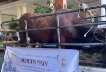 Bantuan Hewan Kurban Presiden dari APBN