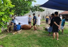 Jamaah Mushola Ar Rasyid Salak Timur Sembelih 2 Sapi dan 5 Kambing pada Idul Adha