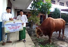 Sapi Bantuan Presiden Seberat 1 Ton Lebih untuk Kurban di Masjid Az-Zahro