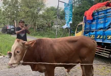 Kampanye Lingkungan, PDIP Magetan akan Bagikan Kurban dengan wadah non Plastik