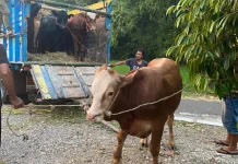 PDIP Magetan Kampanyekan Besek dan Daun Jati untuk Pembagian Daging Kurban