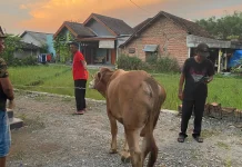 PDIP Magetan Sebar Kurban di Enam Dapil, Perkuat Semangat Gotong Royong Warga