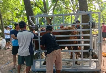 Meminimalisir Rasa Sakit pada Hewan Qurban, Panitia Membuat Alat Khusus