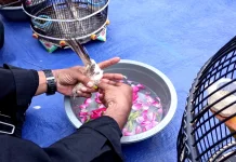 Jaga Tradisi dan Upaya Konservasi, Warga Kota Madiun Adakan Jamasan Perkutut