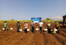 Jatim Gelar Tanam Tebu Serentak, Magetan Siapkan 1.200 Hektare Lahan Bongkar Ratoon