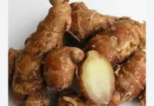 Kencur, Rimpang Aromatik Penuh Khasiat Penjaga Ketahanan Tubuh