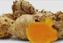 Temulawak, Si Rimpang Ajaib Penjaga Hati dan Penambah Nafsu Makan
