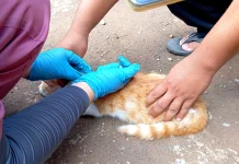 DKPP Kota Madiun Gelar Vaksinasi Rabies untuk Kucing dan Anjing Liar