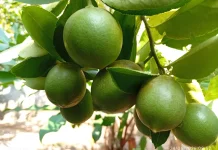 Manfaat Jeruk Lemon, dari Mencerahkan Kulit hingga Menurunkan Risiko Penyakit