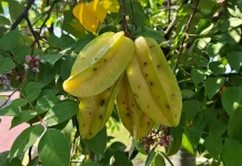 Bungkus Buah Belimbing Jadi Cara Sederhana Cegah Serangan Lalat Buah