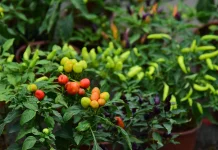 Kangkung hingga Cabai, Tanaman yang Direkomendasikan untuk Urban Farming Pemula