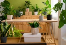 7 Tanaman Hias yang Bikin Rumah Terasa Lebih Sejuk dan Nyaman