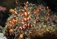 Strategi Unik Ikan Badut Bertahan Hidup