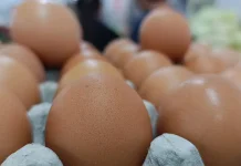 Harga Telur Anjlok, Peternak Ayam Petelur di Ponorogo Mengeluh