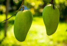 Manfaat Mangga Muda bagi Kesehatan Tubuh