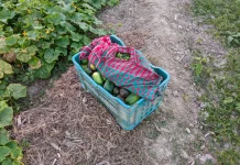 Urban Farming Tak Harus Hidroponik, Media Tanah Dinilai Lebih Hemat dan Mudah