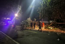 Angin Kencang Patahkan Dahan Waru, Akses Maospati–Ngawi Sempat Terganggu