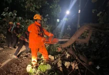 BPBD Magetan Minta Warga Waspadai Pohon Rapuh Saat Angin Kencang