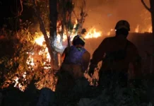 Lima Hektare Hutan Rakyat di Balong Ponorogo Terbakar