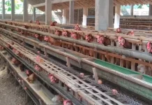 Peternak Ayam Petelur Lakukan Afkir Lebih Dini Antisipasi Kerugian