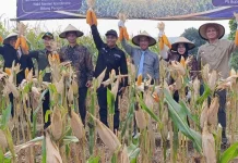 Panen Jagung di Ponorogo, Hanif Faisol Ajak Petani Wujudkan Swasembada Pangan