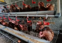 Harga Telur Anjlok, Lisdyarita Imbau ASN Ponorogo Beli Telur Lokal