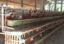 Siasati Pakan, DPP Ngawi Sarankan Peternak Tidak Bergantung Pakan Pabrikan
