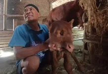 Hebohkan Warga, Anak Sapi Bermata Tiga Lahir di Magetan