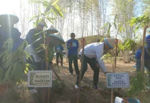 Tanam Ratusan Bambu Warnai HUT Ke-25 Demokrat Magetan