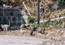 Lapar, Ratusan Kera Ekor Panjang Turun ke Kawasan Pasar Ngebel Ponorogo