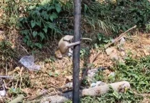 Ratusan Monyet Turun Gunung di Telaga Ngebel, BBKSDA Jatim: Jangan Diberi Makanan